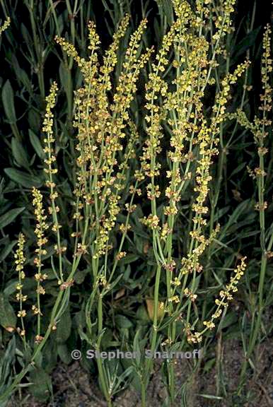 rumex acetosella 1 graphic